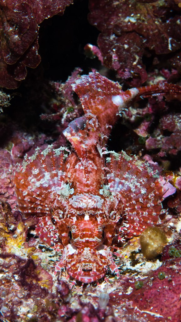 bilikiki-bay-brilliant-red-scorpion-fish
