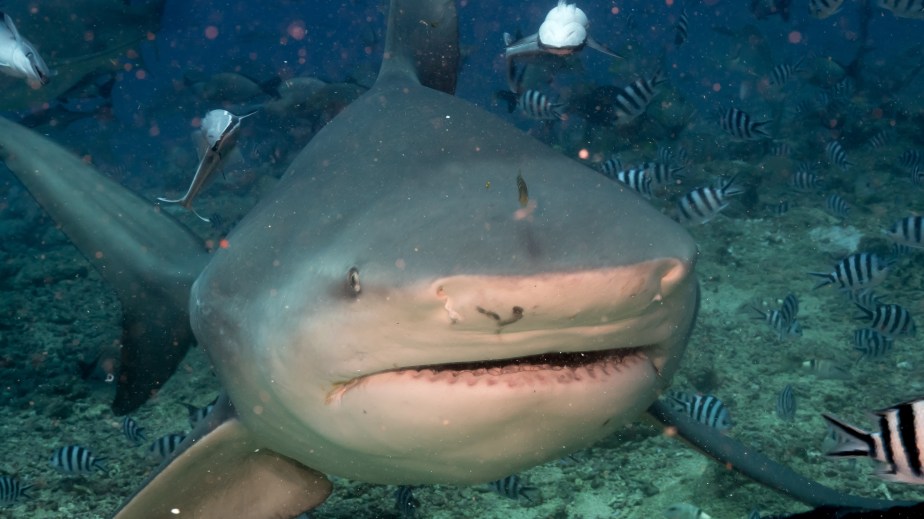 fiji-shark-dive-1-bull-shark-mug-shot