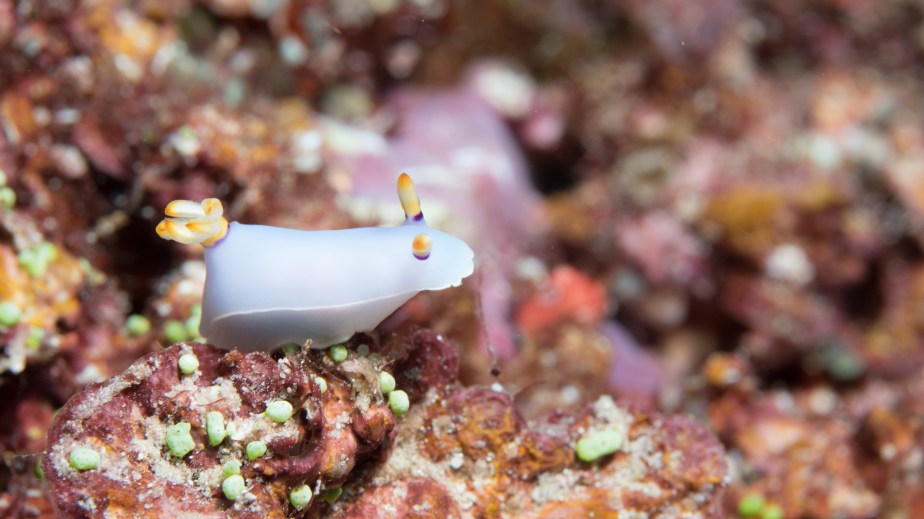 mirror-pond-light-purple-boxy-nudi