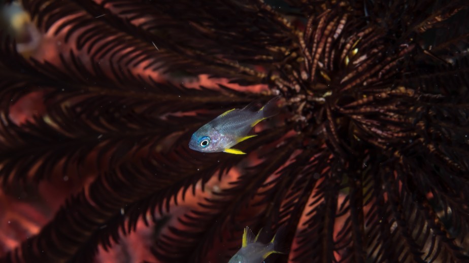 solomons-iridescent-little-cardinalfish