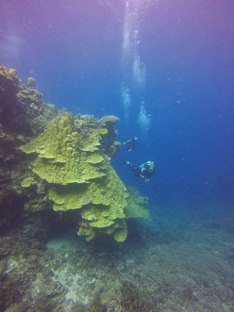 large-coralhead-plus-divers