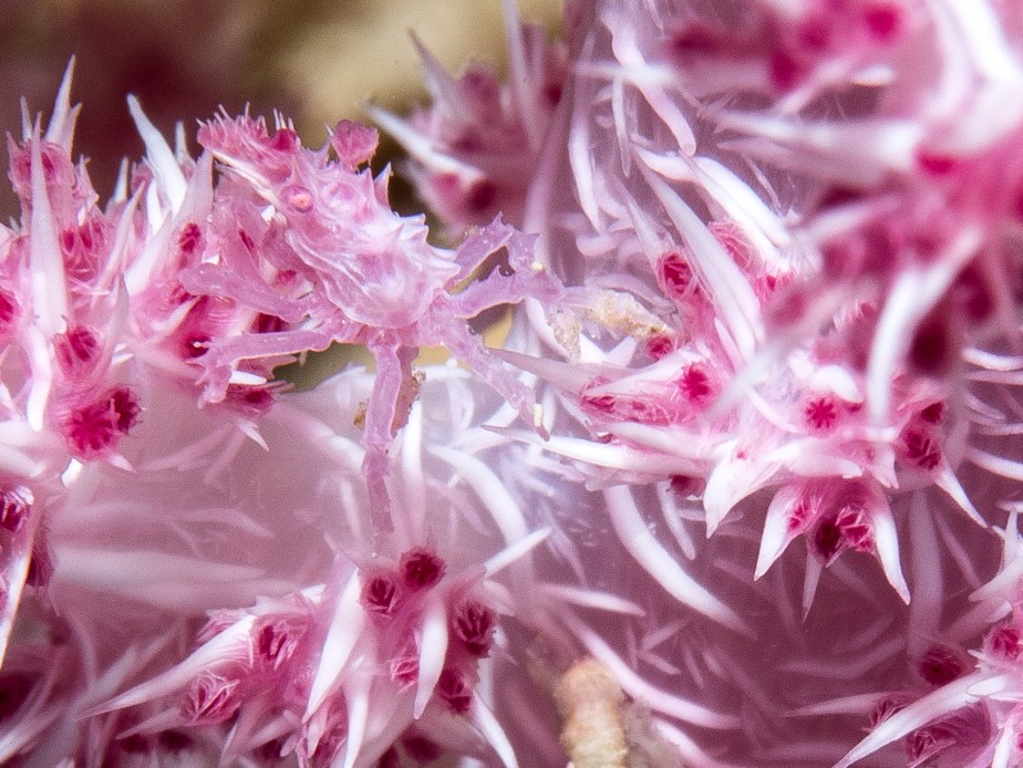 toatolave-island-coral-decorator-crab